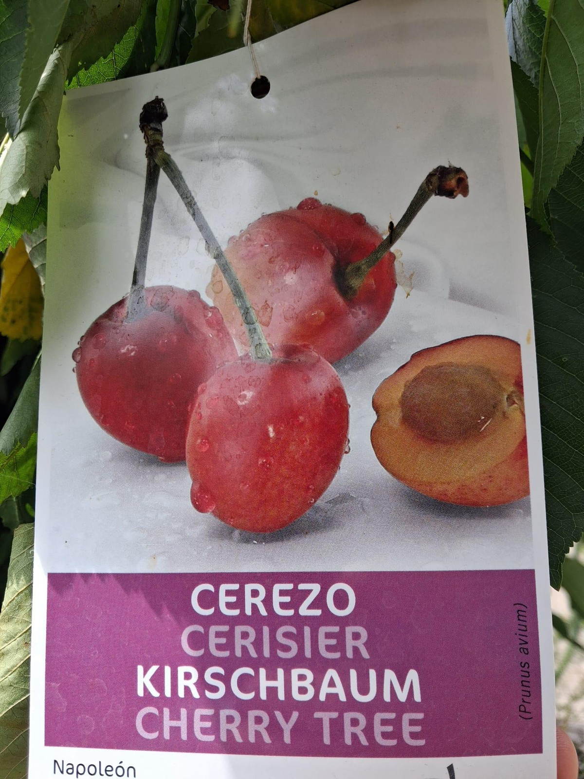Zoete kers Große Prinzessinkirsche Prunus avium Napoleon hoge stam 160–200 cm in pot
