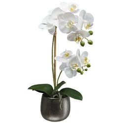 Gasper Phalenopsis im Keramiktopf - H ca. 48.00