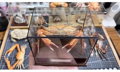 Inspire Essentials Real Crab Specimen Display Collectible Ocean Decor Desk Ornament 15