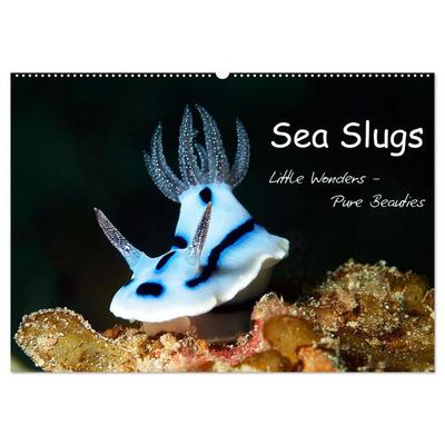 Sea Slugs - Little Wonders - Pure Beauties (Wall Calendar 2026 DIN A2 landscape), CALVENDO 12 Month Wall Calendar