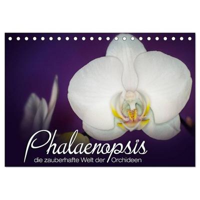 Phalaenopsis - die zauberhafte Welt der Orchideen (Tischkalender 2026 DIN A5 quer), CALVENDO Monatskalender