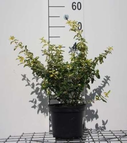 2 x Euonymus fortunae Blondy Kardinaalsmuts in pot, 20-30 cm