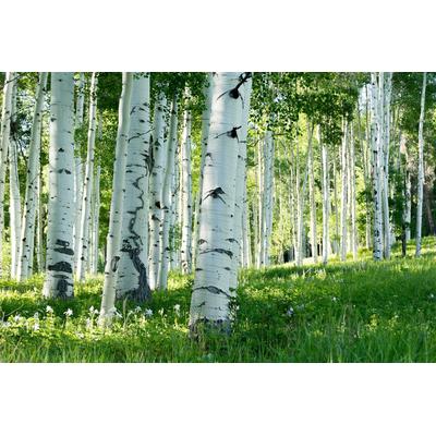 Fototapete PAPERMOON "Birkenwald", bunt, B:4,5m L:2,8m, Vlies, Tapeten