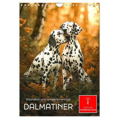 Dalmatiner - freundlich und temperamentvoll (Wandkalender 2026 DIN A4 hoch), CALVENDO Monatskalender