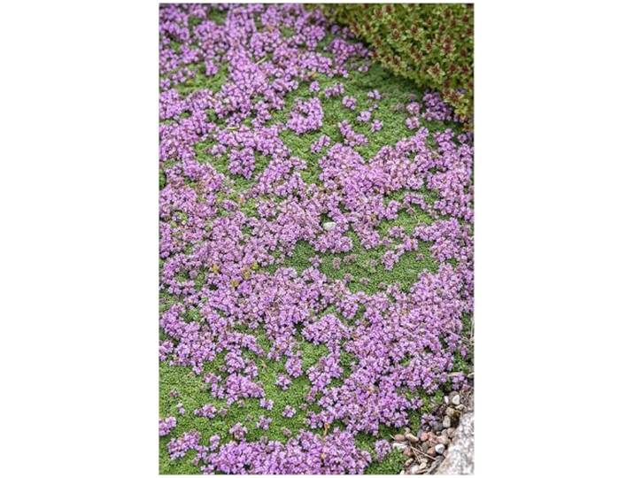 Stauden Gänge 50 x Thymus praecox 'Minor' Teppich winterhart Immergrüner Bodendecker für Sonne, Blüte Mai bis Juli, mehrjährig, 9x9 cm Topf