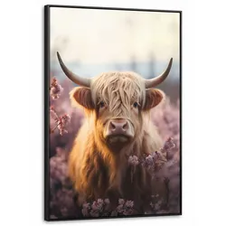 LEINWAND Bilder mit Rahmen - Schottischer Hochländer - Frühling - Hochland - 100x150