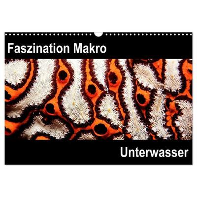 Faszination Makro Unterwasser (Wandkalender 2027 DIN A3 quer), CALVENDO Monatskalender