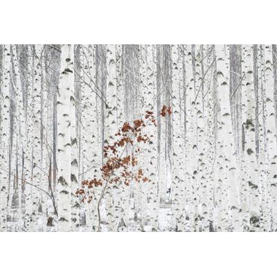Fototapete PAPERMOON "Photo-Art HAN DONG HEE, AUS WEIß", bunt, B:4m L:2,6m, Vlies, Tapeten