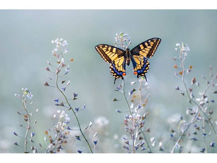 Fototapete PAPERMOON Photo-Art PETAR SABOL, SWALLOWTAIL BEAUTY , bunt, B:3,5m L:2,6m, Vlies, Tapeten, Fototapete