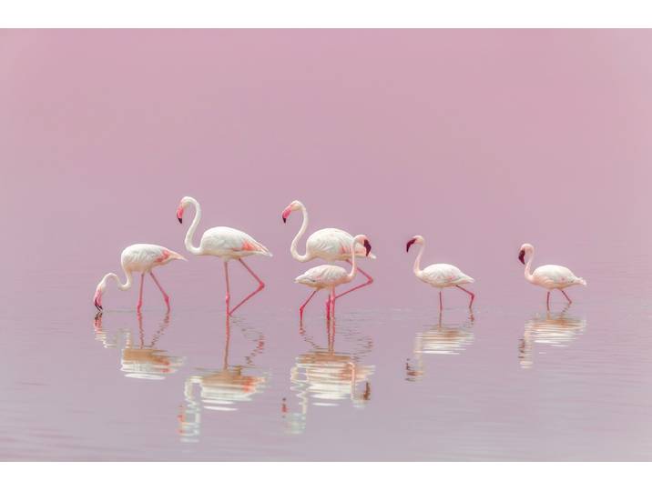 Fototapete PAPERMOON Photo-Art EIJI ITOYAMA, FLAMINGOS , bunt, B:2,5m L:1,86m, Vlies, Tapeten, Fototapete