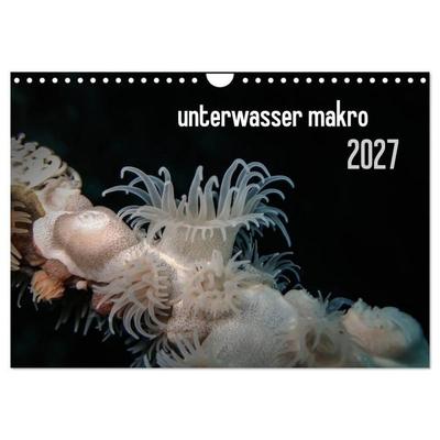 unterwasser makro 2027 (Wandkalender 2027 DIN A4 quer), CALVENDO Monatskalender