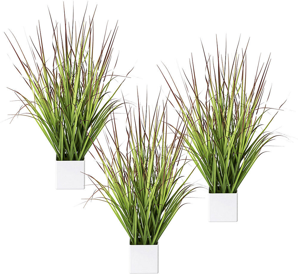 kaiserkraft Blutgras im Topf, VE 3 Stk, Höhe 610 mm, grün-rot