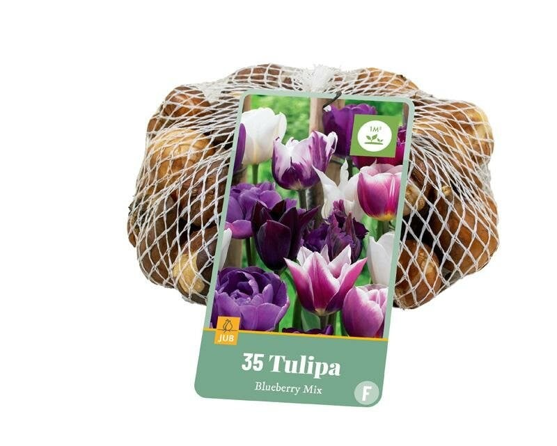 Jub Tulp Blueberry Mix 35 bollen