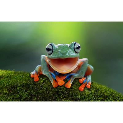 Papermoon "LACHENDER BAUM-FROSCH-TIER SEE FLUSS SEE GARTEN WALD"