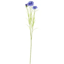 Kornblumen, blau, 65 cm