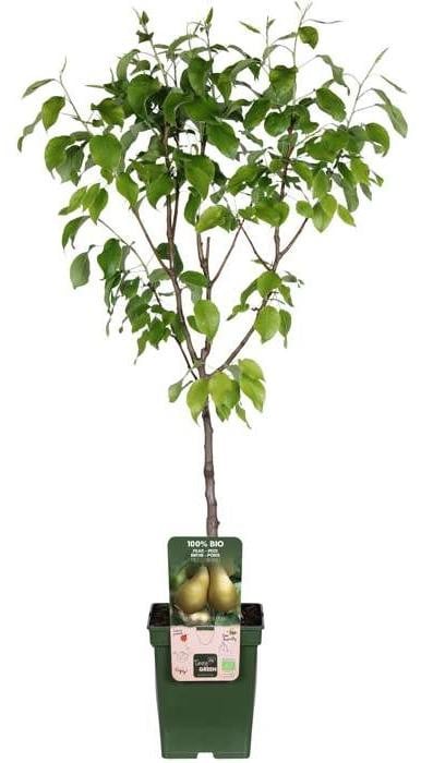 JUNAVERA Pyrus communis Conference perenboom halfstam, 100 cm hoog, in 23 cm pot, zelfbestuivende fruitboom