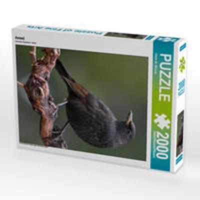 CALVENDO Puzzle Amsel 2000 Teile Lege-Größe 67 x 90 cm Foto-Puzzle Bild von Dieter-M. Wilczek