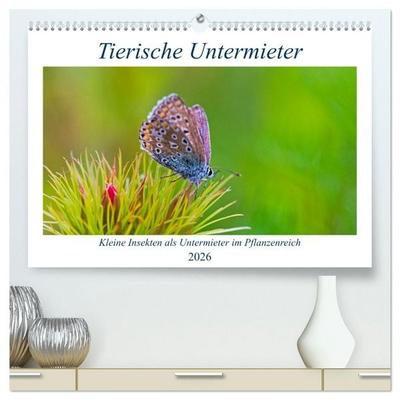 Tierische Untermieter (hochwertiger Premium Wandkalender 2026 DIN A2 quer), Kunstdruck in Hochglanz