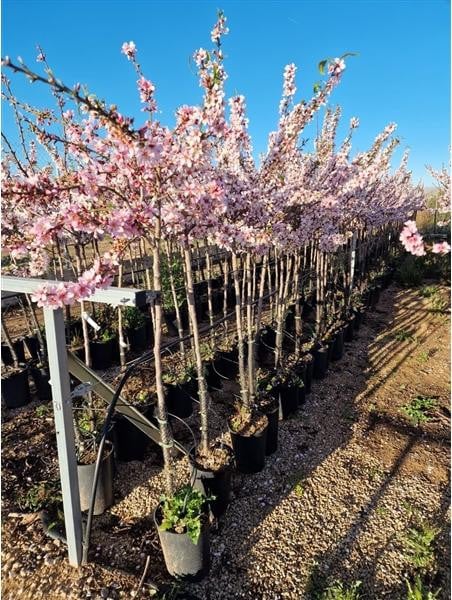 Amandelboom Prunus dulcis Avijor 160-200 cm winterhard zelfbestuivend