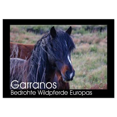 Garranos - Bedrohte Wildpferde Europas (Wandkalender 2026 DIN A2 quer), CALVENDO Monatskalender