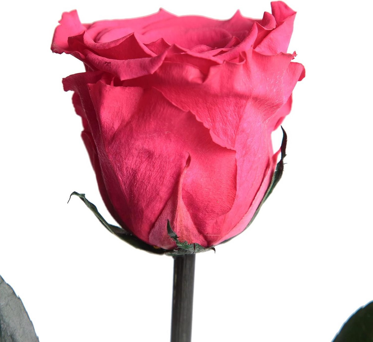 Eeuwig Roze met Steel, Geconserveerde Roos voor Decoratie