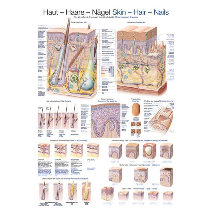 Erler Zimmer Lehrtafel Haut-Haare-Nägel, 50x70cm (EZ-AL521)
