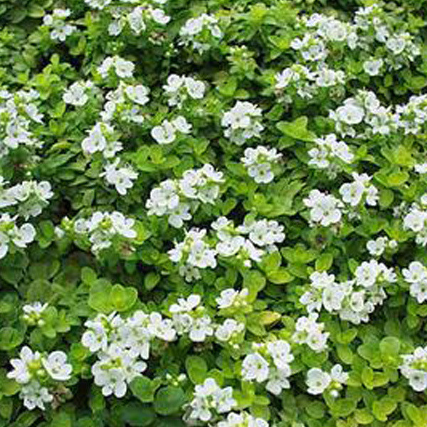 6 x Veronica repens Ereprijs - Pot van 9x9 cm