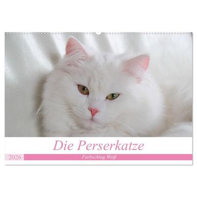 Die Perserkatze - Farbschlag Weiß (Wandkalender 2026 DIN A2 quer), CALVENDO Monatskalender