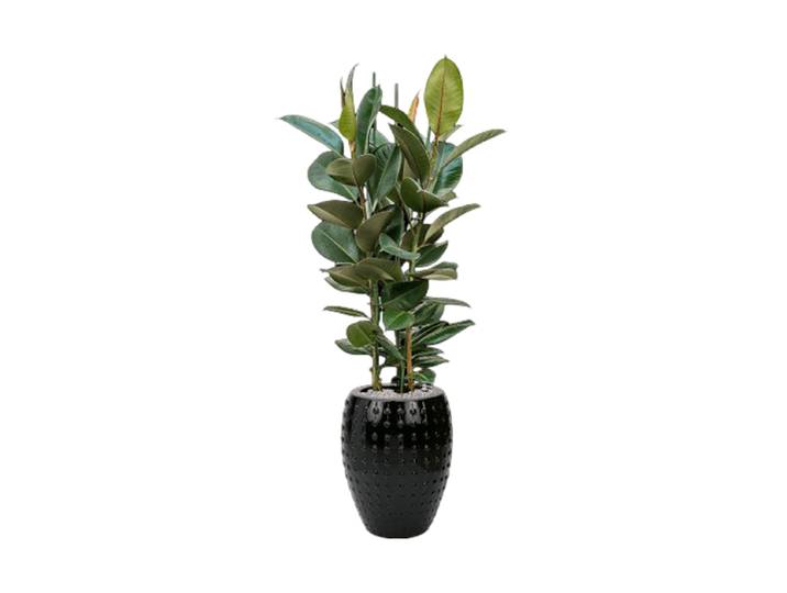 Pflanzen Arrangement „Ficus elastica 'Robusta' in Laos“ Keramik Baq Design