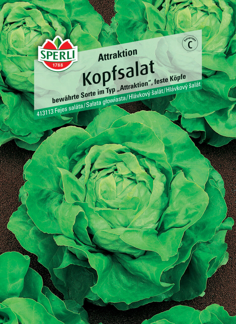 Sperli Kopfsalat Attraktion