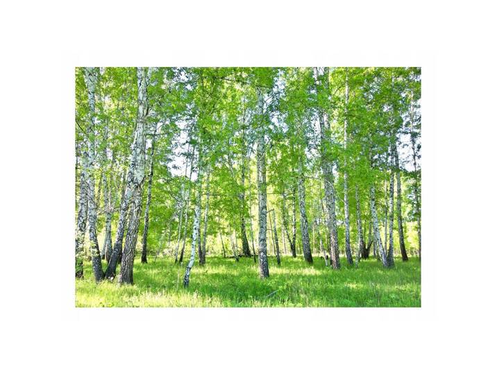 FOTOTAPETE Wald Baume Vliestapete Tapete 400x280