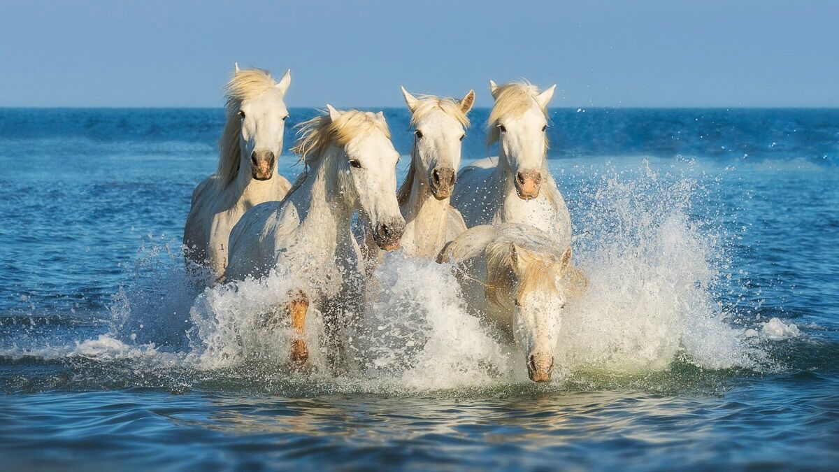 Fototapete PAPERMOON "PFERDE-CAMARGUE GALLOP STRAND MEER TIERE KÜSTE PROVENCE", bunt, B:4,5m L:2,8m, Vlies, Tapeten, Fototapete