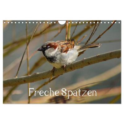 Freche Spatzen (Wandkalender 2026 DIN A4 quer), CALVENDO Monatskalender