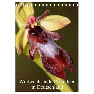 Wildwachsende Orchideen in Deutschland (Tischkalender 2027 DIN A5 hoch), CALVENDO Monatskalender