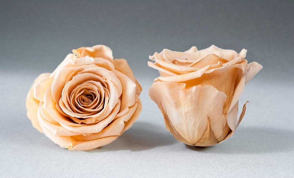 Geconserveerde Rozenkoppen Infinity-Bloom Champagne Ø 35 cm