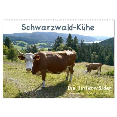 Schwarzwald-Kühe - Die Hinterwälder (Wandkalender 2027 DIN A2 quer), CALVENDO Monatskalender