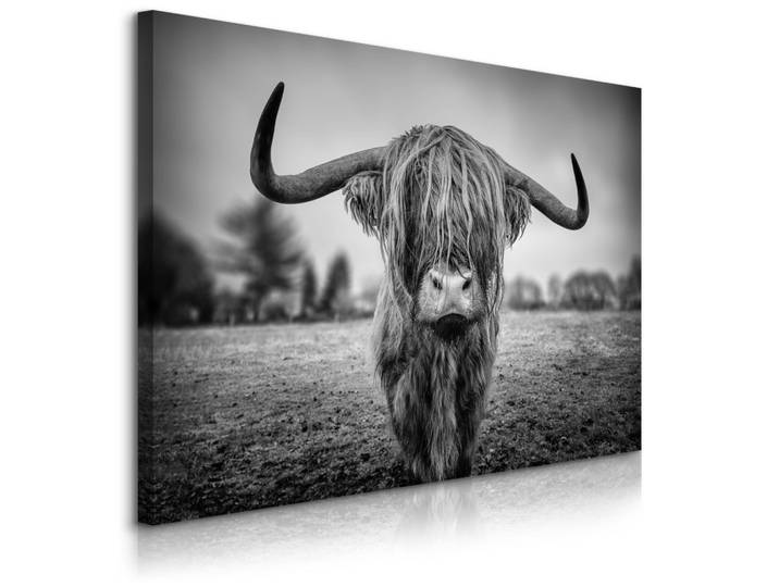 LEINWANDBILD Wilde Schottische Kuh Tier Natur 3D 100/70 cm