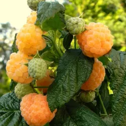 Gelbe Himbeere – Rubus idaeus