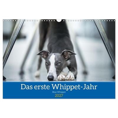 Das erste Whippet-Jahr (Wandkalender 2027 DIN A3 quer), CALVENDO Monatskalender
