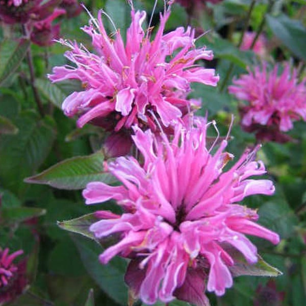 6 x Monarda Indianernessel Twins in pot van 9x9 cm van Arborix