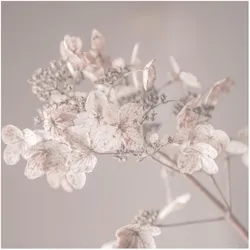 FOTOTAPETE Zarte weiße Hortensie 288/288 cm