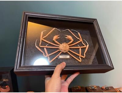 Inspire Essentials Real Crab Specimen Display Collectible Ocean Decor Desk Ornament 26