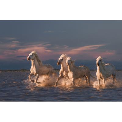 Papermoon "Photo-Art ROSTOVSKIY ANTON, ANGELS VON CAMARGUE"