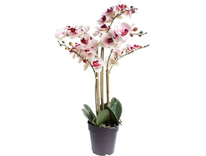 Nova-Nature künstliche Orchidee Bora (Orchideen Pflanze/Phalaenopsis) im schwarzen Kunststofftopf mit Rispen, Blättern und Luftwurzeln real Touch (Creme-pink, ca. 60 cm / 5 Rispen)