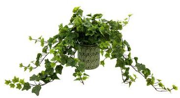Creative Labs Ivy Arrangement in a Ceramic Pot - Green