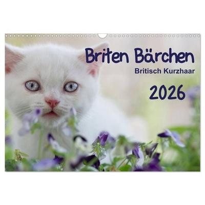 Briten Bärchen – Britsch Kurzhaar 2026 (Wandkalender 2026 DIN A3 quer), CALVENDO Monatskalender