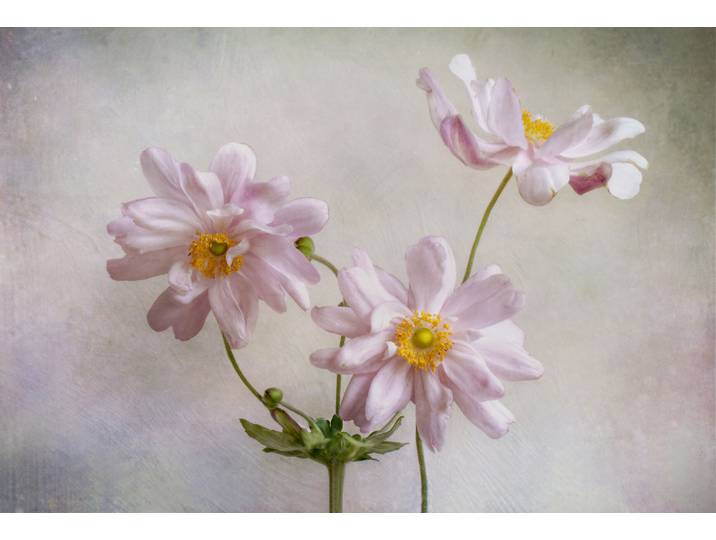 Fototapete PAPERMOON Photo-Art MANDY DISHER, ANEMONEN , bunt, B:2m L:1,49m, Vlies, Tapeten, Fototapete