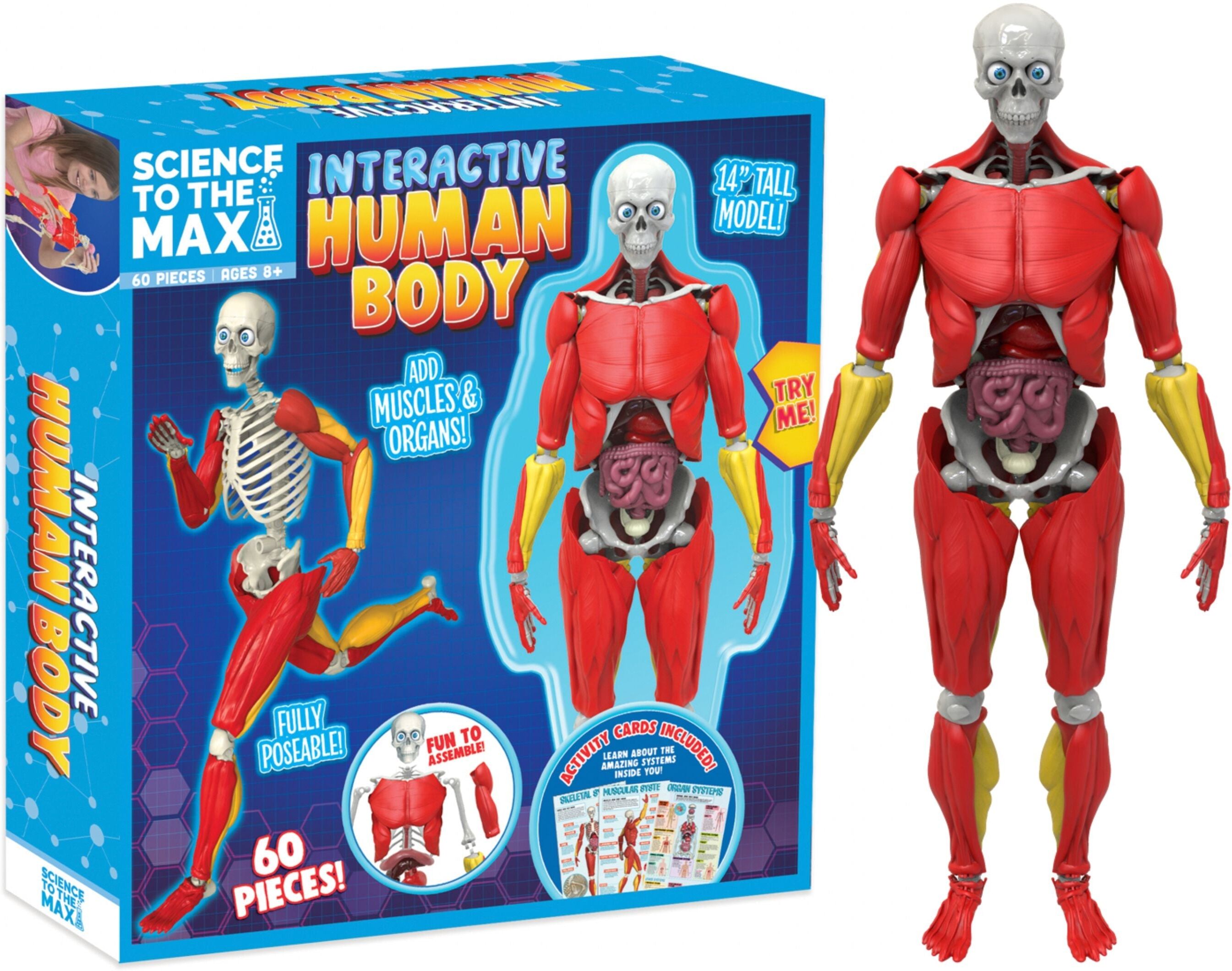 Science to the Max Interactive Human Body Model for Kids, 14-Inch Posable Model, Ages 8 and Up, Educational Toy by Be Amazing! Toys