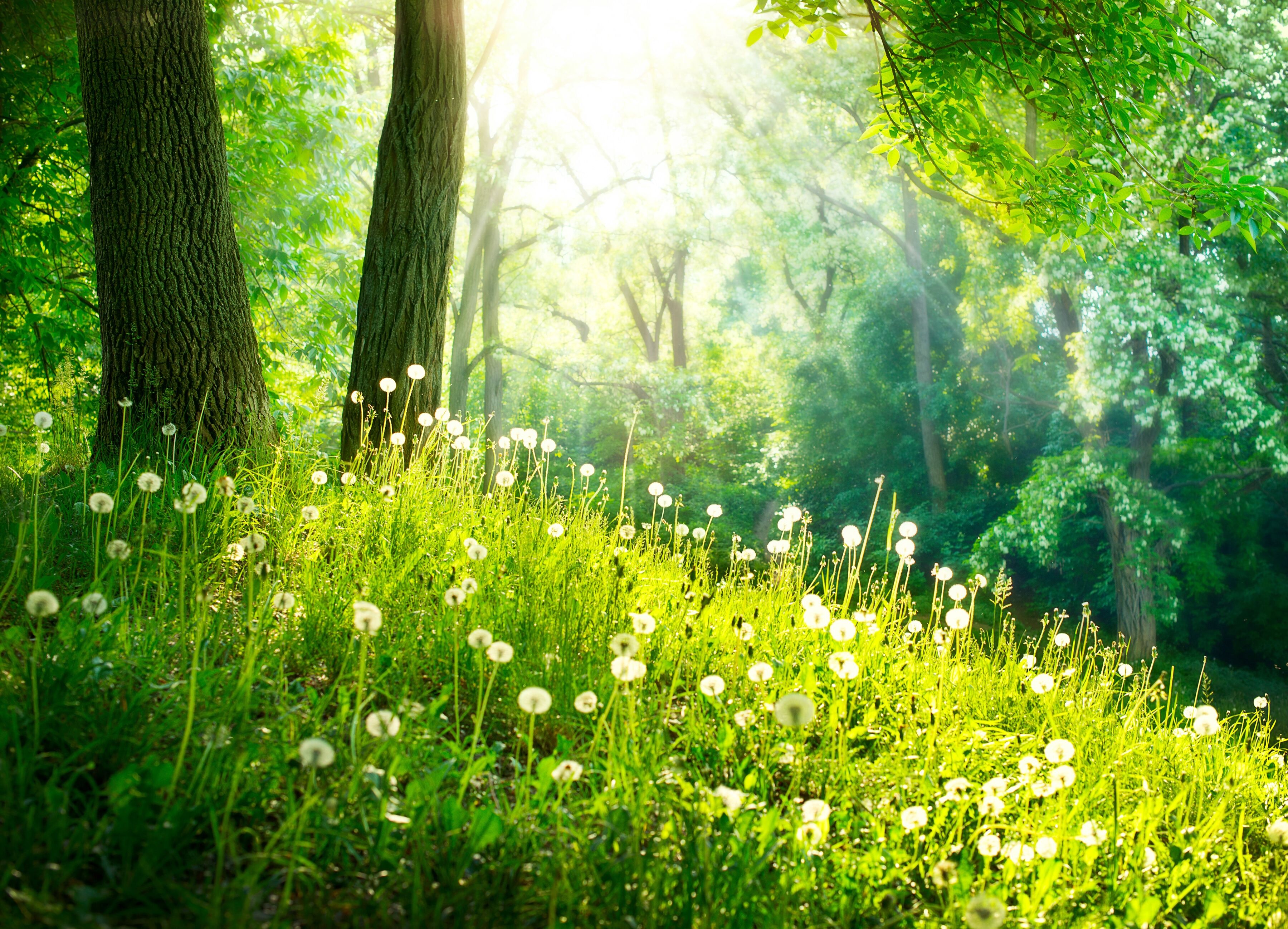 Fototapete PAPERMOON "Green Grass and Trees", bunt, B:3m L:2,23m, Vlies, Tapeten, Fototapete bunt B/L: 3m x 2,23m, Bahnen: 6 Stk.
