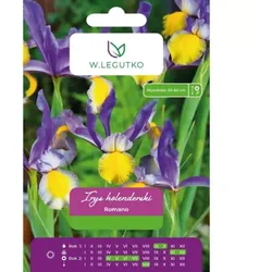 Holländische Iris „Romano“, 5 Stück